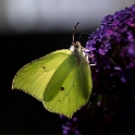 4711 Tiere Schmetterling Biene_KA70684-1 Kopie